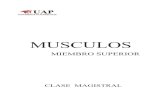 Musculos m. Superior