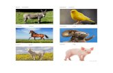 25 animales domesticos en ingles y español ilustrado.docx