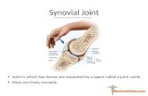 Synovial Joint MedicosNotes.com
