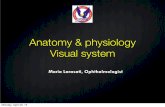 Anatomy Physiology Visual System April 2013