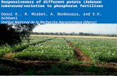 Responsiveness of different potato (Solanum tuberosum) varieties to phosphorus fertilizer Daoui K., R. Mrabet, A. Benbouaza, and E.H. Achbani Institut.