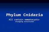 Phylum Cnidaria All contain nematocysts- stinging structures.
