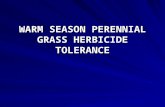 WARM SEASON PERENNIAL GRASS HERBICIDE TOLERANCE. Herbicide Trial 2008.