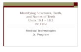 Identifying Structures, Teeth, and Names of Teeth Units 18.1 – 18.2 Dr. Hale Medical Technologies Jr. Program.