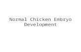 Normal Chicken Embryo Development. About the Chicken The domestic chicken can be traced back to four species of wild jungle fowl from Southeast Asia.