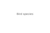Bird species. Strucc - Ostrich Emu - Emu Common rhea = Nandu.