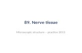 89. Nerve tissue Microscopic structure – practice 2013.