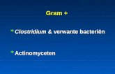 Gram + * Clostridium & verwante bacteriën * Actinomyceten.
