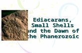 Ediacarans, Small Shells and the Dawn of the Phanerozoic.