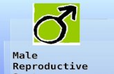 Male Reproductive System. What the Male Reproductive System Does  Main function is to produce sperm and deliver it to the female reproductive system.