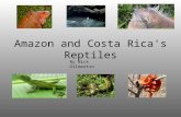 Amazon and Costa Rica's Reptiles By Nick Gilmartin.