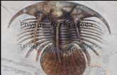 Phylum Arthropoda It doesn’t get any bigger than this!