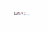 Lecture 7 Mitosis & Meiosis. Cell Division  Essential for body growth and tissue repair  Interphase  G 1 phase  Primary cell growth phase  S phase.