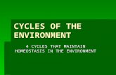 CYCLES OF THE ENVIRONMENT 4 CYCLES THAT MAINTAIN HOMEOSTASIS IN THE ENVIRONMENT.