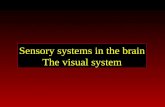 Sensory systems in the brain The visual system. Organization of sensory systems PS 103 Peripheral sensory receptors [ Spinal cord ] Sensory thalamus Primary.