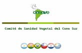 Comité de Sanidad Vegetal del Cono Sur. New President and Secretariat Coordination President of COSAVE Agr. Eng. Diego Quiroga - since March 2010 Secretary.