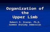 Organization of the Upper Limb Robert S. Staron, Ph.D. Summer Anatomy Immersion.