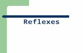 Reflexes. Definition A reflex may be defined as an immediate and involuntary response to a stimulus. A reflex is a fast response to a change in the body's.