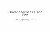 Gluconeogenesis and PPP C483 Spring 2013. 1. An intermediate found in gluconeogenesis and not glycolysis is A) 2-phosphoglycerate. B) oxaloacetate. C)