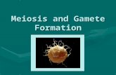 Meiosis and Gamete Formation. Gametes Gametes =sex cellsGametes =sex cells Gametes form from germline cells via meiosisGametes form from germline cells.