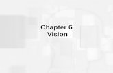 Chapter 6 Vision. Sensation and Perception: Important Vocabulary Terms Sensation is the process of receiving, transducing, and coding stimulus energy.