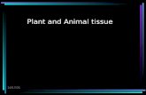 4/15/2015 Plant and Animal tissue. 4/15/2015 Plant tissue.