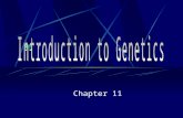 Chapter 11 What is genetics? The scientific study of heredity.