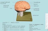 1 Station 1 – Whole brain Terms in alphabetic order: Central sulcus Cerebrum Gyrus Lateral fissure Longitudinal fissure Sulcus 1 2 3 4 5 6 T H 5 1 2 3.