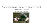 Soricomorpha (formerly Insectivora) Soricidae: Shrews Talpidae: Moles.