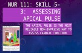 NUR 111: SKILL 5-3: ASSESSING APICAL PULSE THE APICAL PULSE IS THE MOST RELIABLE NON-INVASIVE WAY TO ASSESS CARDIAC FUNCTION.