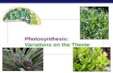 Photosynthesis: Variations on the Theme Remember what plants need…  Photosynthesis  light reactions  light H2OH2O  Calvin cycle  CO 2 What structures.