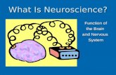 What Is Neuroscience? Function of the Brain and Nervous System.