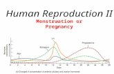 1 Menstruation or Pregnancy Human Reproduction II.