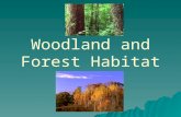 Woodland and Forest Habitat. What is a habitat?  The place where an animal or plant lives.