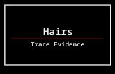Hairs Trace Evidence. Hair as Physical Evidence ■ Class evidence ■ Removal indicates physical contact between victim and perpetrator- Locard’s Principle.