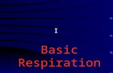 I Basic Respirations. Overview Intended to review and familiarize you with commonly heard breath sounds encountered in the field. How many of you were.