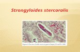 Strongyloides stercoralis. Habitat: females live in the superficial tissues of the small intestine (duodenum and jejunum) Definitive host: Human, dogs.