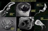 Parasites: an aesthetically pleasing trophic level Schistosoma mansoni (bilharzia) Pediculus humanus (louse) Ancylostoma duodenale (hookworm) Trypanosoma.