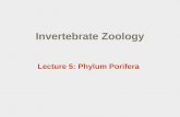 Invertebrate Zoology Lecture 5: Phylum Porifera. Lecture outline  Phylum Porifera  Overview  Body structure and the aquiferous “system”  Nutrition,