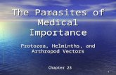 The Parasites of Medical Importance Protozoa, Helminths, and Arthropod Vectors 1 Chapter 23.