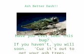 Ash Better Dash!! Have you ever seen this bug? If you haven’t, you will soon. ‘Cuz it’s out to get your ash trees.
