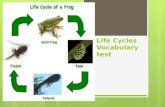 Life Cycles Vocabulary test. offspring  The baby of an organism.