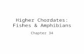 Higher Chordates: Fishes & Amphibians Chapter 34.