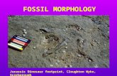 FOSSIL MORPHOLOGY Jurassic Dinosaur footprint, Cloughton Wyke, Scarborough.