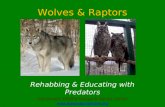 Wolves & Raptors Rehabbing & Educating with Predators Adirondack Wildlife Refuge & Rehab Center  977 Springfield Rd., Wilmington,