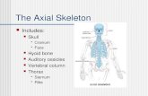 The Axial Skeleton Includes: Skull Cranium Face Hyoid bone Auditory ossicles Vertebral column Thorax Sternum Ribs.