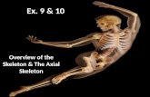 Ex. 9 & 10 Overview of the Skeleton & The Axial Skeleton.