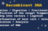 Recombinant DNA Isolation / Digestion / Fractionation Purification of the target fragment Cloning into vectors / Ligation Transformation of host cell