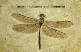 Insect Phylogeny and Evolution. Determining Phylogenetic Relationships No engine, two wheels No engine, one wheel Gas engine, two wheels Diesel engine,