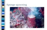 Sponge spawning. Coral spawning - sperm Coral spawning - eggs.